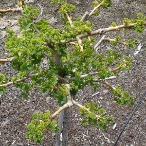 Ginkgo biloba Troll Dwarf Ginkgo Grafted tree, 8-12 image 2