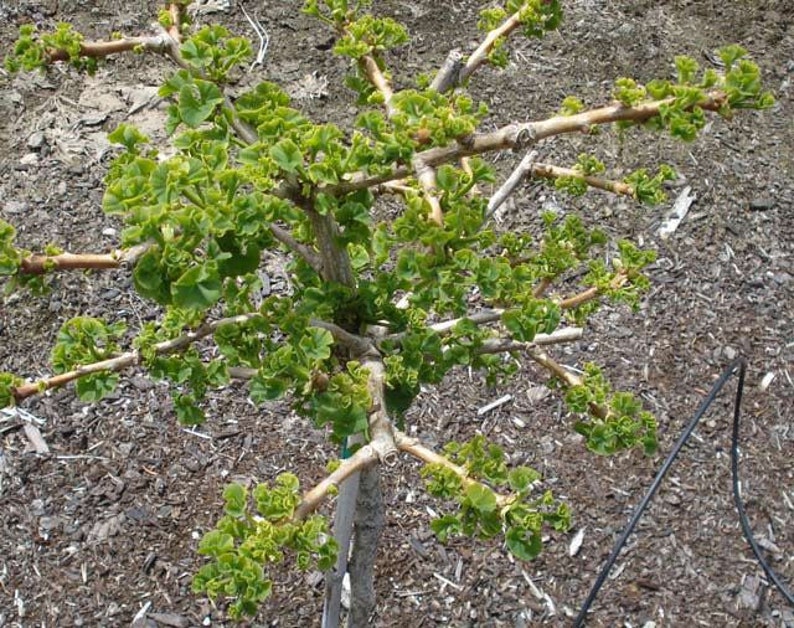 Ginkgo biloba Troll Dwarf Ginkgo Grafted tree, 8-12 image 2