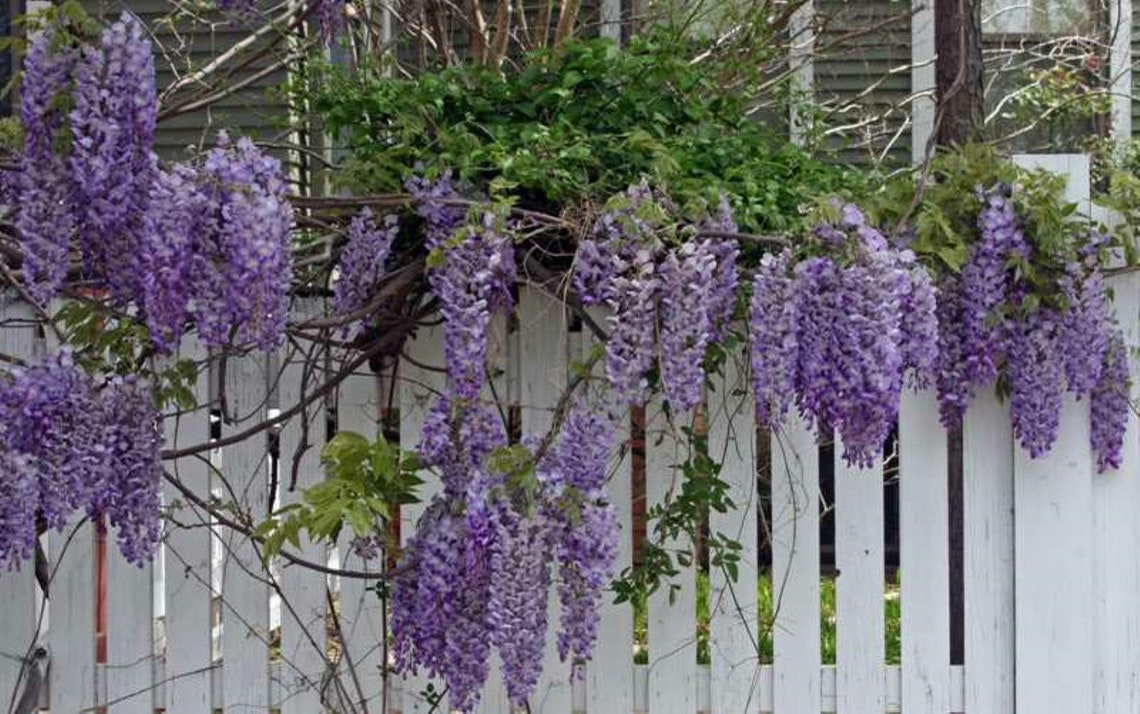 Wisteria Sinensis 'prolific' Grafted Plant Flowers Etsy Canada