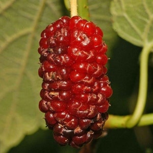 2 year old Red Mulberry (Morus rubra) plant, bare root 18-24” tall