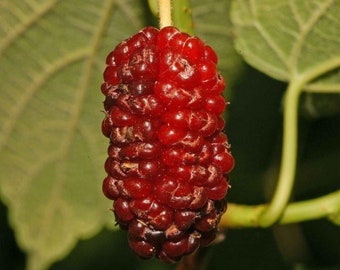 2 year old Red Mulberry (Morus rubra) plant, bare root 16-24” tall