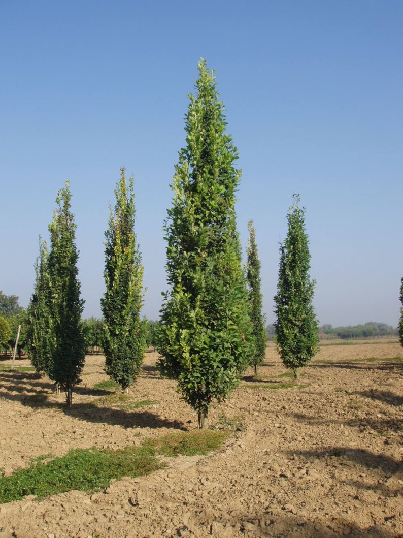 2 ans 3 plantes Quercus robur Fastigiata , Chêne anglais colonnaire, racine nue, dormant image 4