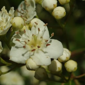 May include: Close-up of a white flower with brown stamens and white buds.