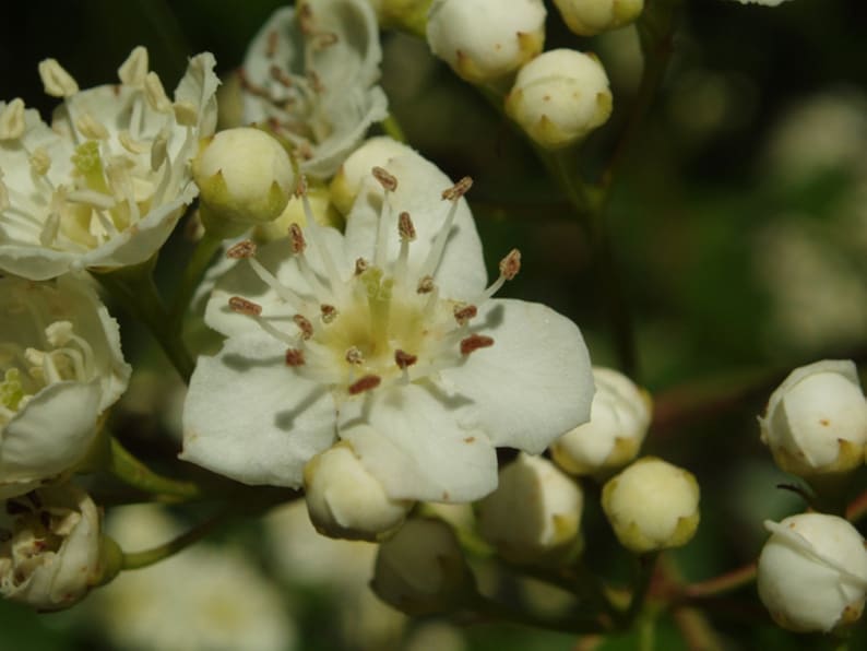 May include: Close-up of a white flower with brown stamens and white buds.