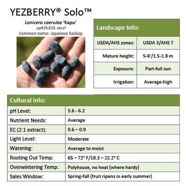 Yezberry® Solo™ (Lonicera caerulea) Live plant 4” pot size