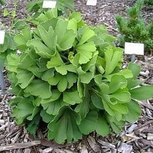 Könnte beinhalten: Nahaufnahme einer kleinen, grünen Ginkgo biloba-Pflanze mit fächerförmigen Blättern. Die Pflanze ist von Holzschnitzeln und kleinen weißen Pflanzenmarkern umgeben. Die Blätter sind leuchtend grün.