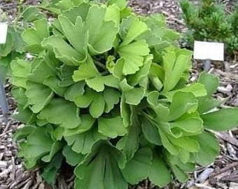 Ginkgo biloba ‘Troll’ Dwarf Male Ginkgo Grafted tree, 3-5” tall