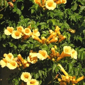 May include: A close-up of a bush with bright yellow trumpet-shaped flowers. The flowers are in full bloom and are surrounded by green leaves.