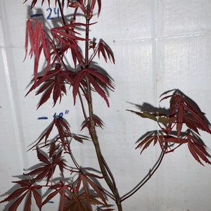 Acer palmatum Atropurpureum Japanese maple 1 year old 16-22 tall image 6