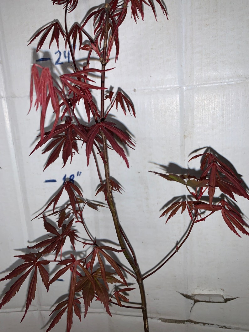 Acer palmatum Atropurpureum Japanese maple 1 year old 16-22 tall image 6