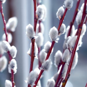 May include: Close-up of a bouquet of pussy willow branches with fluffy white buds and red stems.