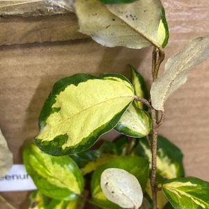 Pode incluir: Close-up de uma planta com folhas variegadas verdes e amarelas. As folhas têm uma borda verde escura e um centro amarelo mais claro. Os caules da planta são castanhos e a aparência geral é fresca e vibrante.