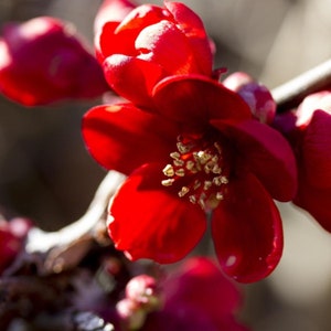May include: A close-up of a bright red flower with a yellow centre. The flower is in bloom and has several petals. The background is blurred and out of focus.