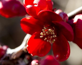 Shiro-Kaga Ume Flowering Apricot - 2 to 3 Feet - Ship in 6