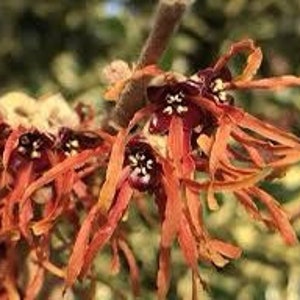 Hamamelis intermedia Jelena, 1 year old plant, grafted image 1