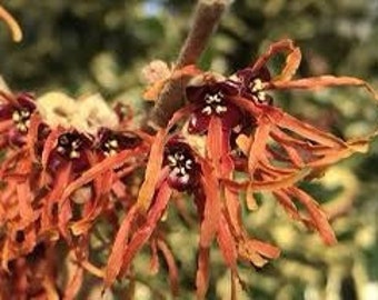 Hamamelis × intermedia ‘Jelena’, 1 year old plant, grafted