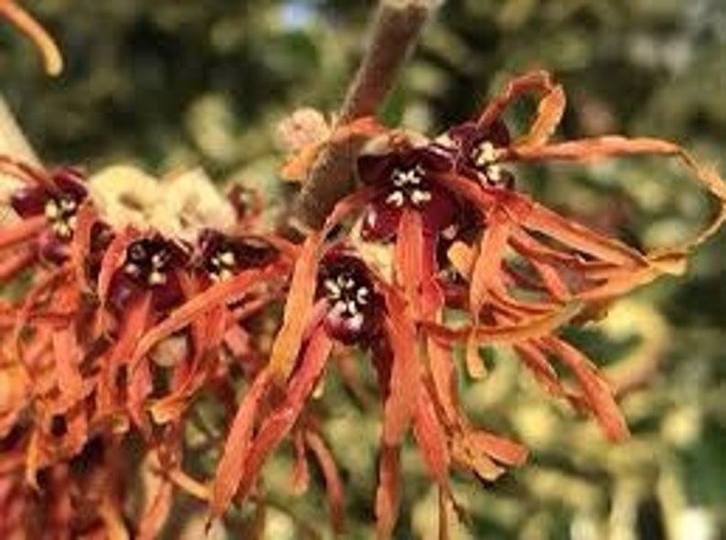 Hamamelis intermedia Jelena, 1 year old plant, grafted image 1