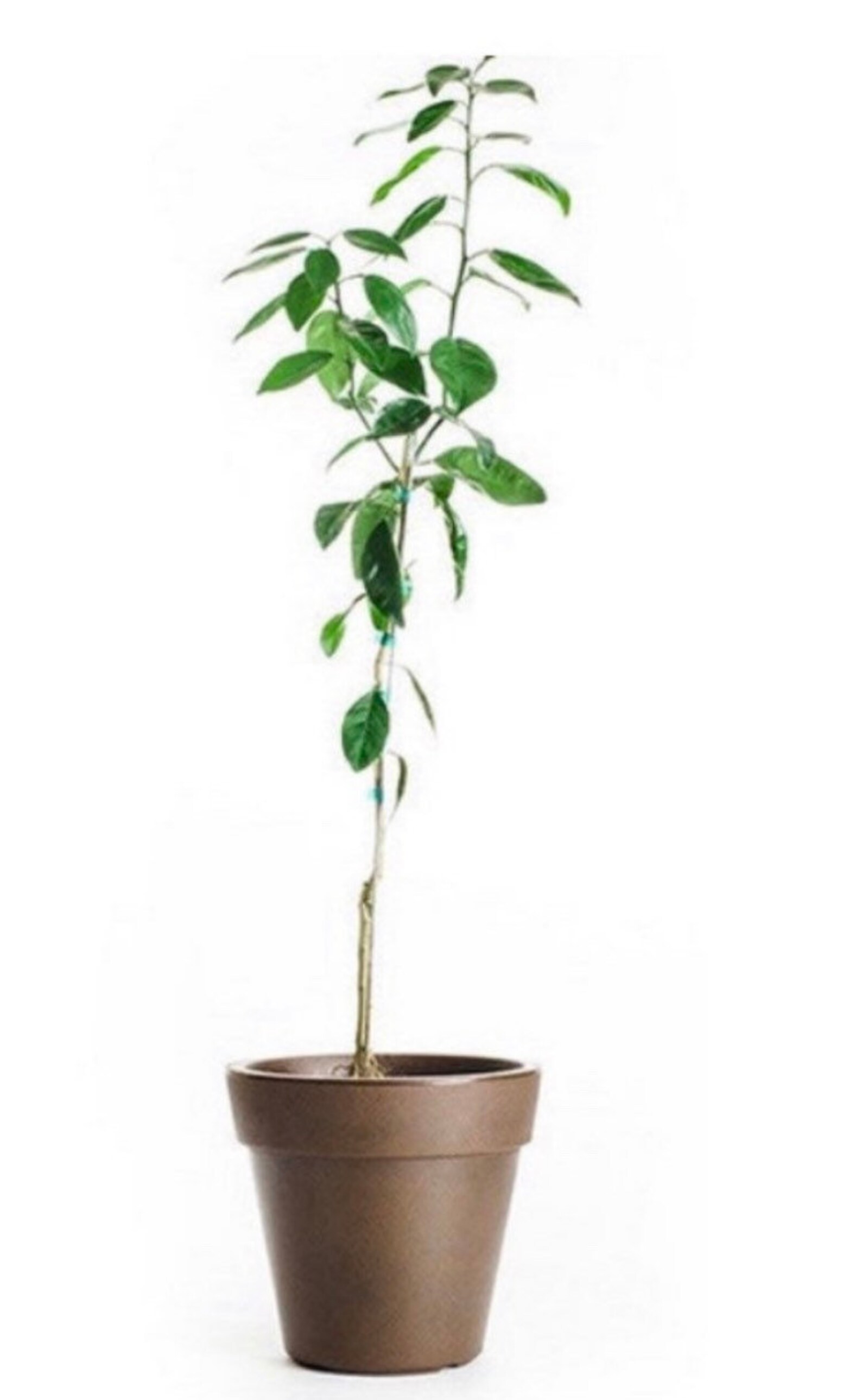 California Only Nagami Kumquat Tree 1 Gallon Size Pot Etsy