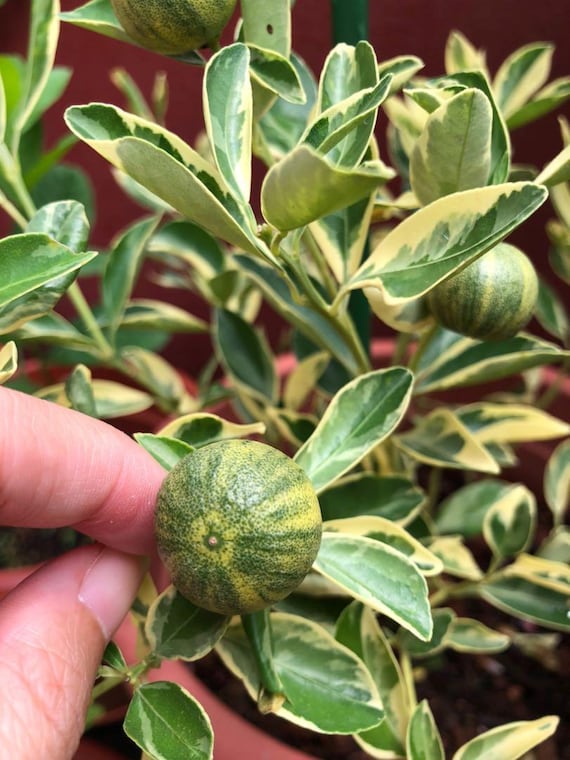 Variegated Calamondin Calamansi Semi-dwarf Tree, 24-36"tall, Grafted No  Ship to Citrus States - Etsy