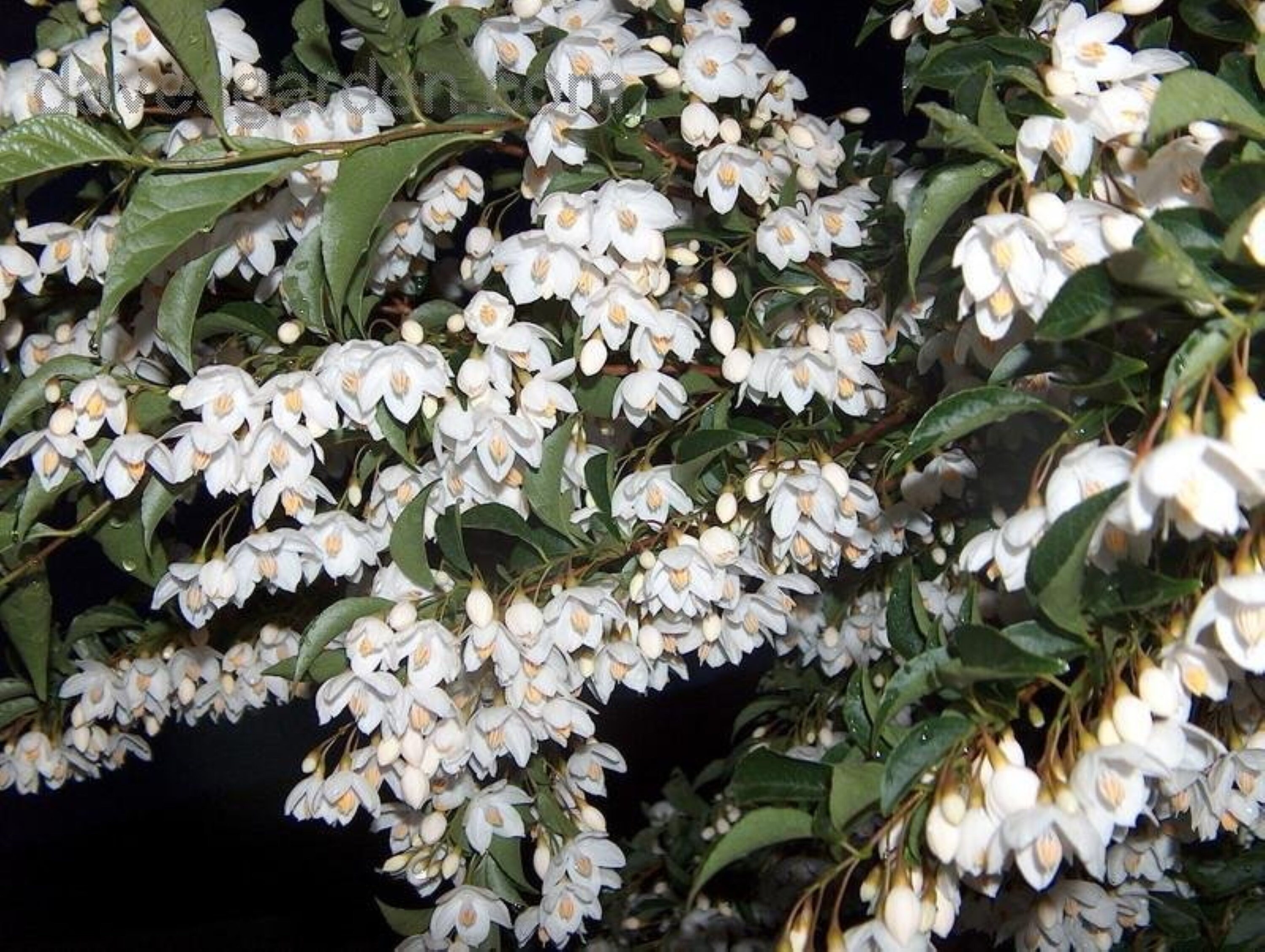 Styrax japonicus Japanese snowbell 2 year old 18-24 inches Etsy.