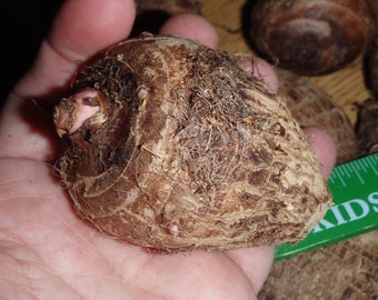タロイモ（ココヤム、コロカシア・エスクレンタ、食用）の塊茎2個