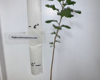 1 year old Washington hawthorn (Crataegus phaenopyrum) plant