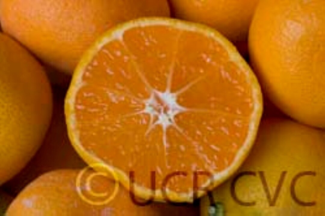 One Frost Owari Satsuma Mandarin 1836 Tall, No Ship to Az, Ca, Fl, La, Tx, Hi, Ak Etsy