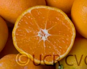 Frost Owari Satsuma Mandarin, 1-2 ft tall, Can not ship to Ca,Az, Fl, La, Tx