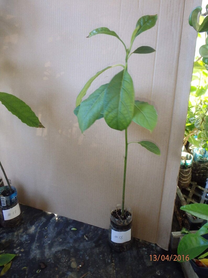 Hass Avocado seedling 1 year old plant shipped in pot with