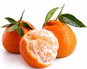 California only!! Owari Satsuma Semi-Dwarf Mandarin 18-30" tall