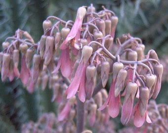 Kalanchoe daigremontiana (Mexican Hat Plant) One 6'' starter plant, bare root