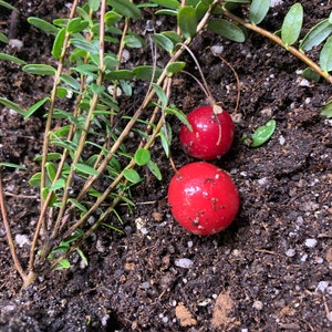 1 plant Pilgrim Cranberry (Vaccinium Macrocarpon) 1 year old