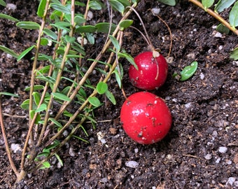 1 planta Arándano Rojo Peregrino (Vaccinium Macrocarpon) 1 año