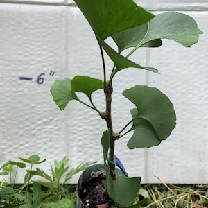 Puede incluir: Un pequeño árbol de ginkgo verde en una maceta de plástico con una etiqueta azul que dice "nirvana positively natural spring water". El árbol mide unos 15 cm de alto y tiene varias hojas en forma de abanico.