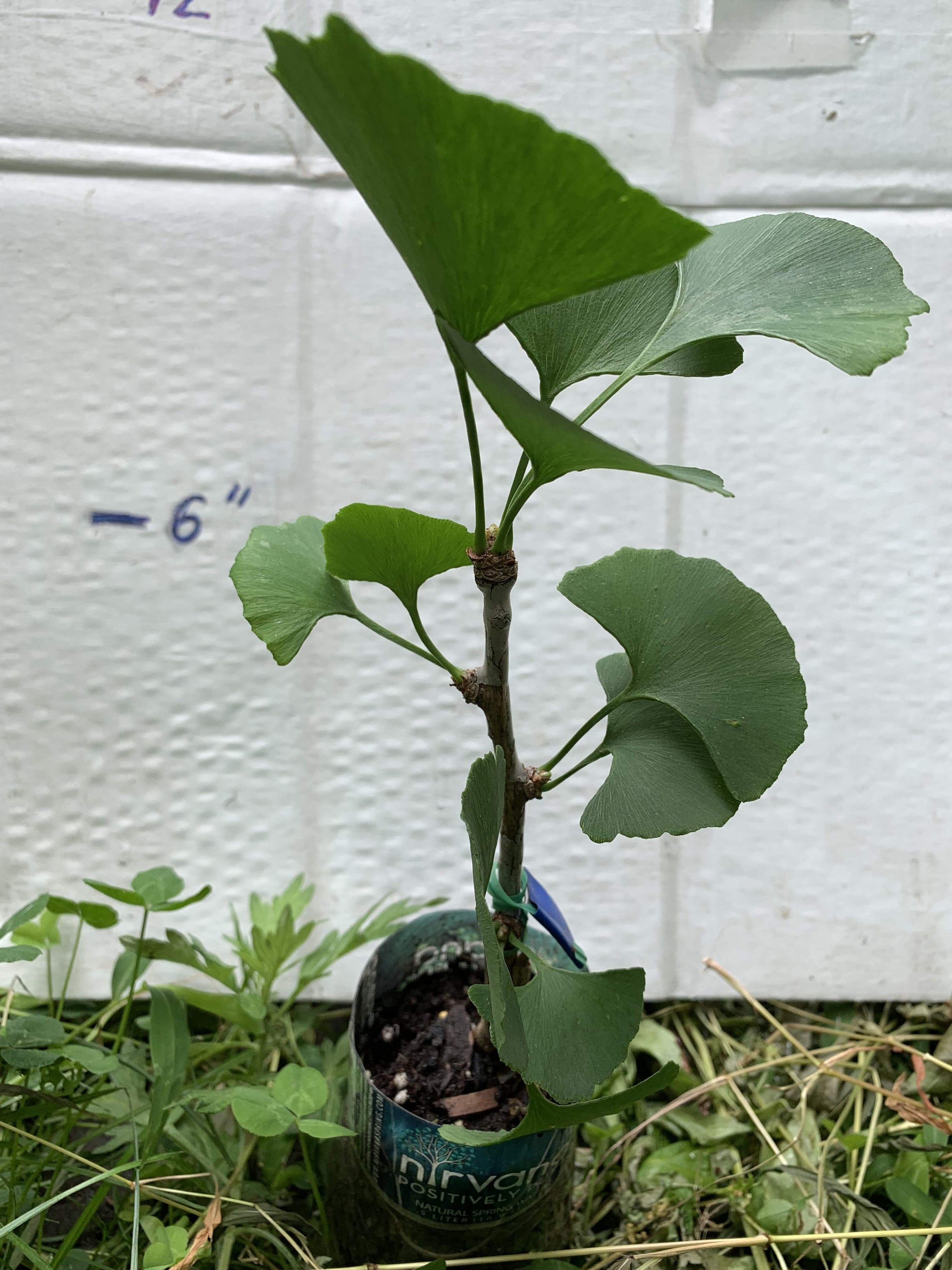 bonsai ficus retusa pflegeanleitung Bonsai Ficus Retusa  simbol al echilibrului si longevitatii  Secret  Garden Plant Shop