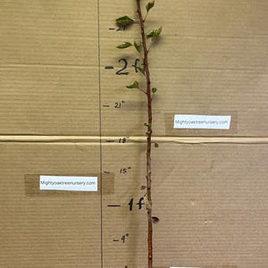 Op de afbeelding: Jonge boomzaailing met zichtbare wortels, een slanke bruine stam en kleine groene bladeren. Metingen in centimeters zijn op de achtergrond gemarkeerd. De tekst "Mightyoaktreenursery.com" is zichtbaar.