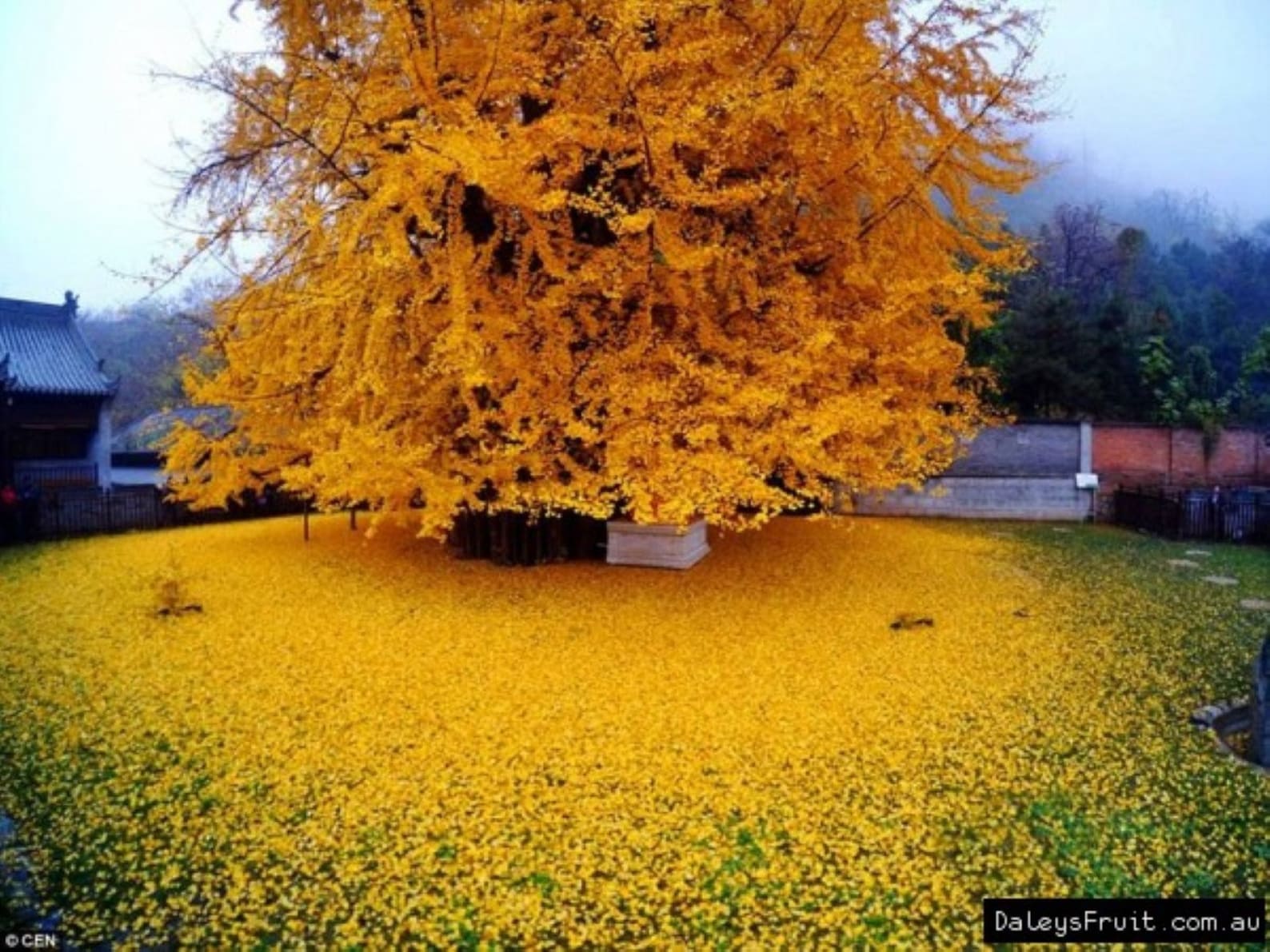 One Ginkgo Biloba Plant 23 Yo. Sent With Roots Wrapped. 612 Etsy Canada