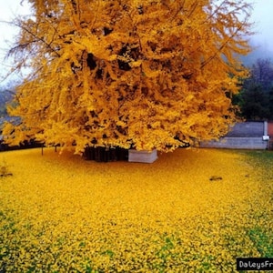 Ginkgo Biloba plant, 2-3 year old, oldest tree in the world. Split leaf. Bare root image 6