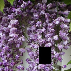 May include: A close-up of a cascade of purple wisteria flowers. The flowers are a mix of light and dark purple, with a delicate, layered appearance. Green leaves are visible in the background, adding contrast to the floral display.