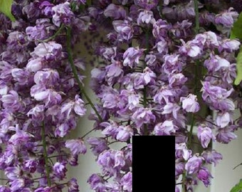 Wisteria floribunda Black Dragon (Double flowering variety) 1 yo grafted plant 6-12" tall