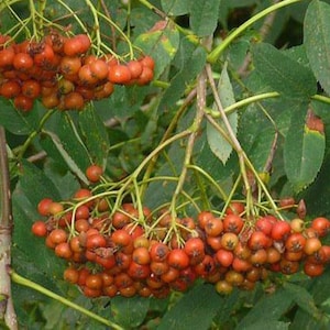 May include: A cluster of bright red berries hang from a branch on a green leafy tree. The berries are round and smooth, and they are clustered together in a bunch.