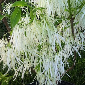 1 year old White Fringe Tree, Chionanthus Virginicus 4-6 inches tall, sent bare root