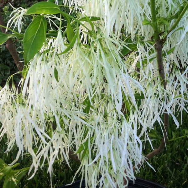 1 year old White Fringe Tree, Chionanthus Virginicus 4-6 inches tall, sent bare root