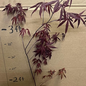 2-3 ft tall Acer palmatum ‘Atropurpureum’ (Japanese maple) 2 year old