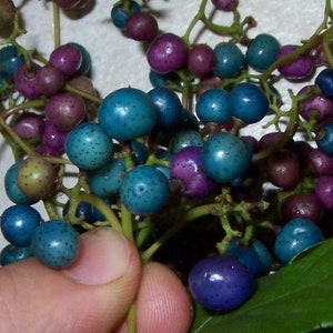 Pode incluir: Um cacho de pequenas bagas redondas em tons de roxo, azul e verde. As bagas estão dispostas em caules finos e são cercadas por folhas verdes.