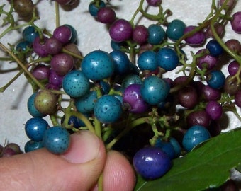 Porcelaine grape vine live plant, Ampelopsis hardy liana blue rare berries 1y.o.