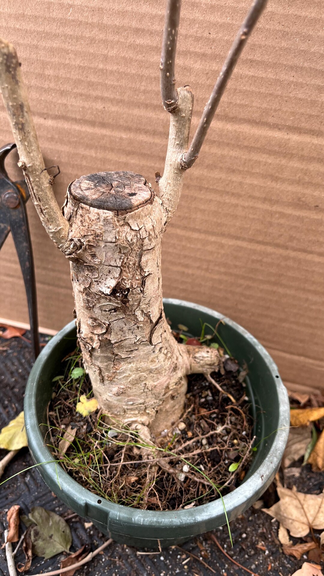 Exact Plant #18 Catalpa Speciosa, 6-7 Year Old Bonsai, Northern Catalpa,  Cigar Tree, Indian Bean - Etsy