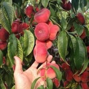 May include: A close-up of a cluster of ripe peaches on a tree branch. The peaches are a vibrant red color with a slightly fuzzy texture. Green leaves surround the peaches, creating a natural and fresh scene.