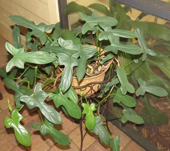 philodendron gloriosum substrat Philodendron Gloriosum Zebra main image 1