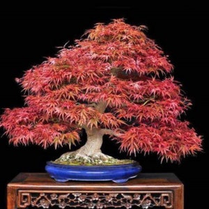 Acer palmatum Atropurpureum Japanese maple 1 year old 16-22 tall image 4